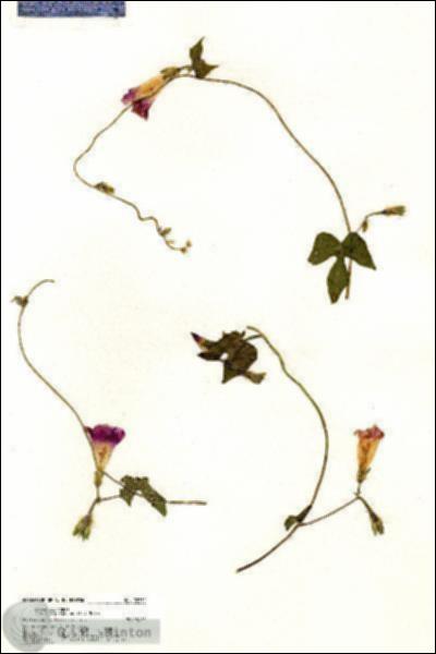 URN_catalog_HBHinton_herbarium_20752.jpg.jpg