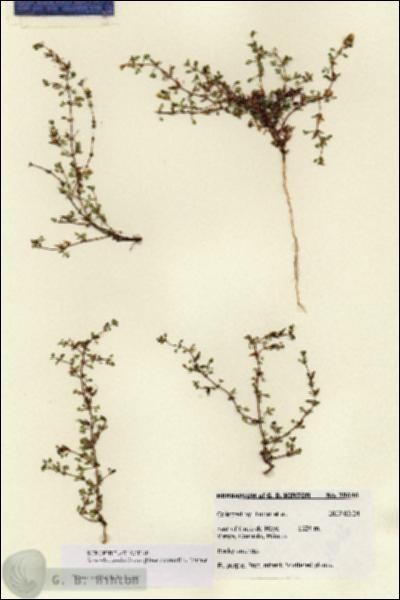 URN_catalog_HBHinton_herbarium_28646.jpg.jpg