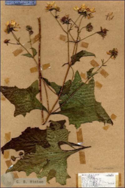 URN_catalog_HBHinton_herbarium_19061.jpg.jpg