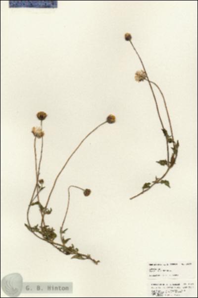 URN_catalog_HBHinton_herbarium_25478.jpg.jpg