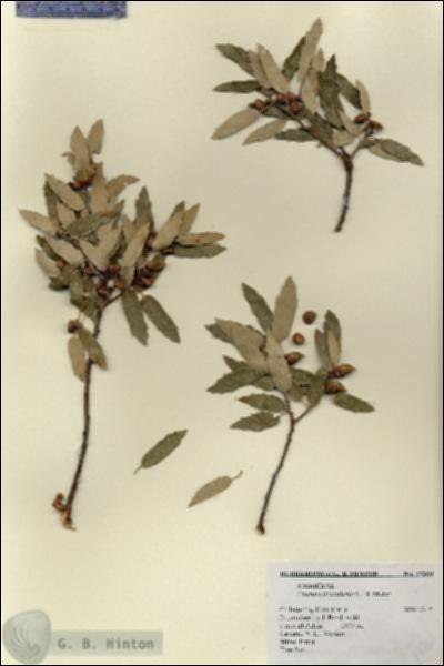 URN_catalog_HBHinton_herbarium_17269.jpg.jpg