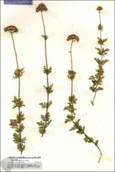 URN_catalog_HBHinton_herbarium_19752.jpg.jpg