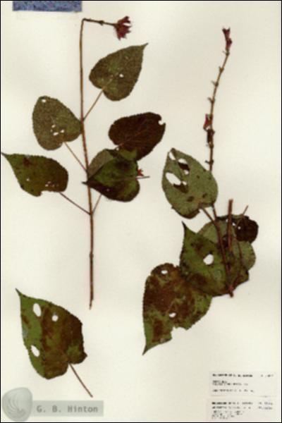 URN_catalog_HBHinton_herbarium_25086.jpg.jpg