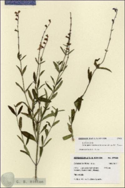 URN_catalog_HBHinton_herbarium_27920.jpg.jpg