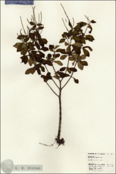URN_catalog_HBHinton_herbarium_24651.jpg.jpg