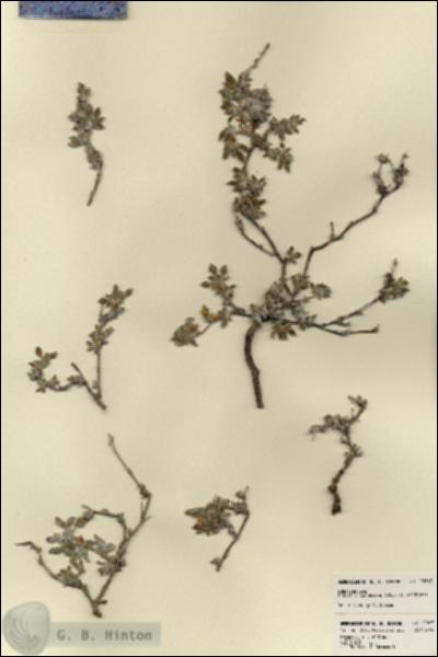 URN_catalog_HBHinton_herbarium_22867.jpg.jpg