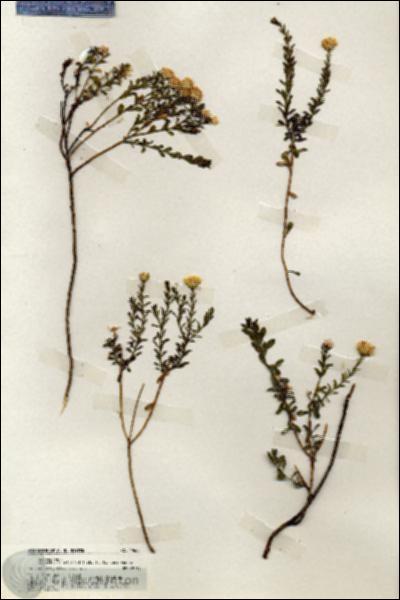 URN_catalog_HBHinton_herbarium_19683.jpg.jpg