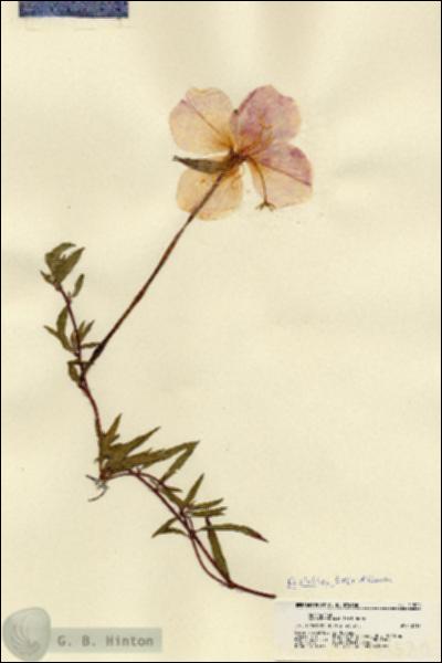 URN_catalog_HBHinton_herbarium_21520.jpg.jpg