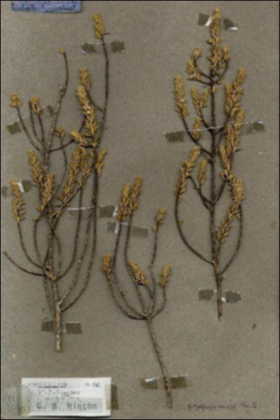 URN_catalog_HBHinton_herbarium_18067.jpg.jpg