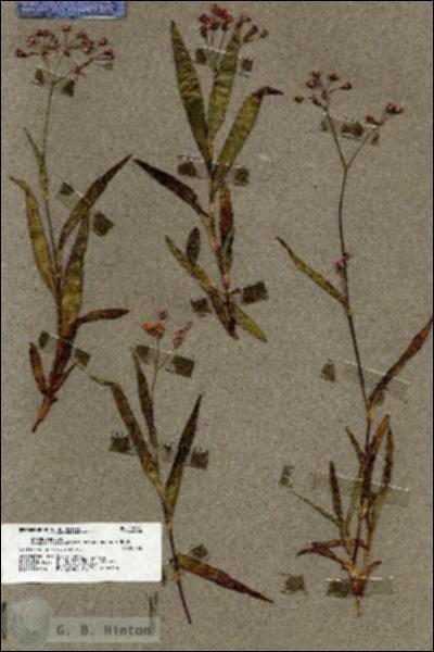 URN_catalog_HBHinton_herbarium_18991.jpg.jpg