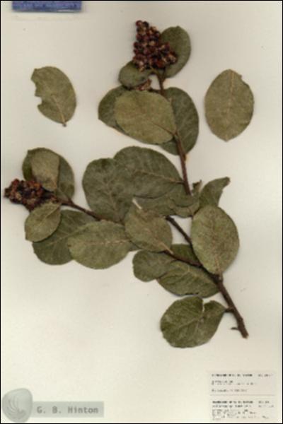 URN_catalog_HBHinton_herbarium_24937.jpg.jpg