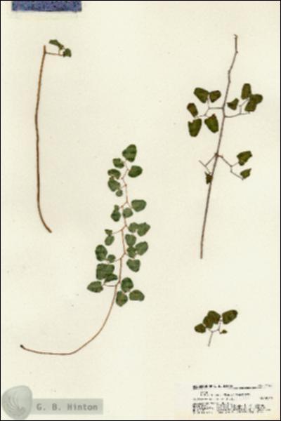 URN_catalog_HBHinton_herbarium_21140.jpg.jpg