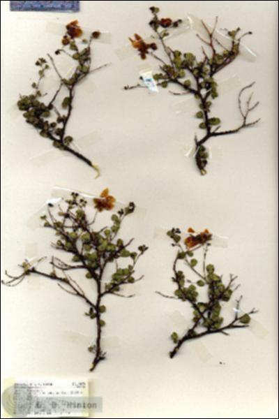URN_catalog_HBHinton_herbarium_19470.jpg.jpg