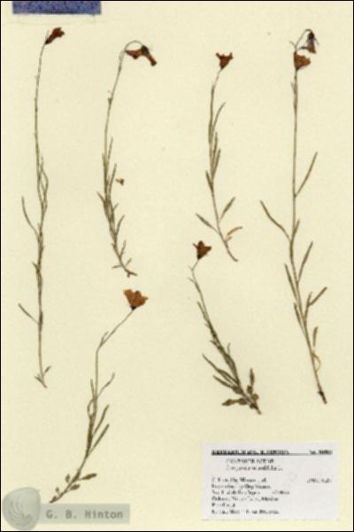 URN_catalog_HBHinton_herbarium_18583.jpg.jpg