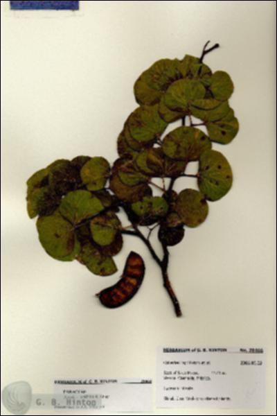 URN_catalog_HBHinton_herbarium_28466.jpg.jpg