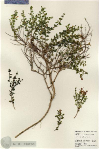 URN_catalog_HBHinton_herbarium_24192.jpg.jpg