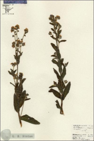 URN_catalog_HBHinton_herbarium_26546.jpg.jpg