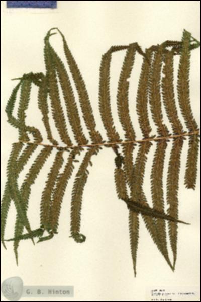 URN_catalog_HBHinton_herbarium_22200-1.jpg.jpg
