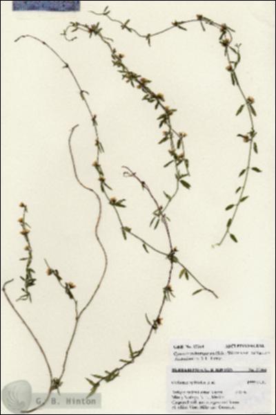 URN_catalog_HBHinton_herbarium_27364.jpg.jpg