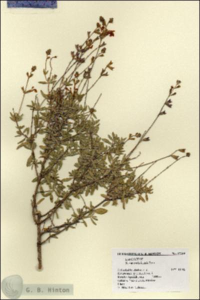 URN_catalog_HBHinton_herbarium_17319.jpg.jpg