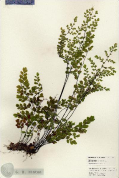 URN_catalog_HBHinton_herbarium_25320.jpg.jpg