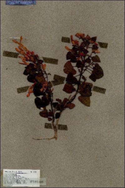 URN_catalog_HBHinton_herbarium_17259.jpg.jpg