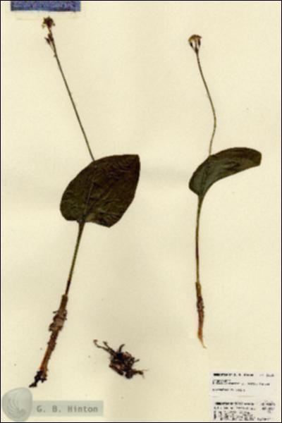 URN_catalog_HBHinton_herbarium_23266.jpg.jpg