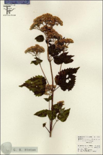 URN_catalog_HBHinton_herbarium_26226.jpg.jpg