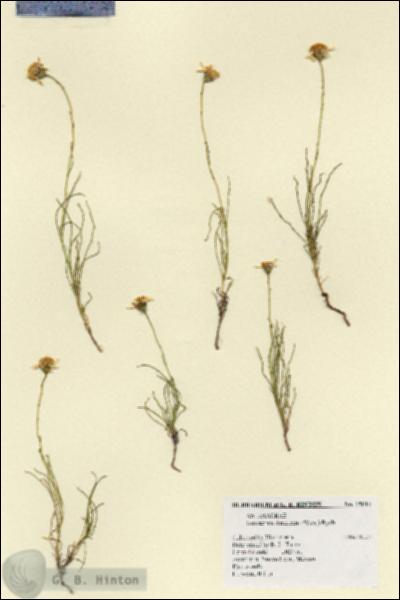 URN_catalog_HBHinton_herbarium_19014.jpg.jpg