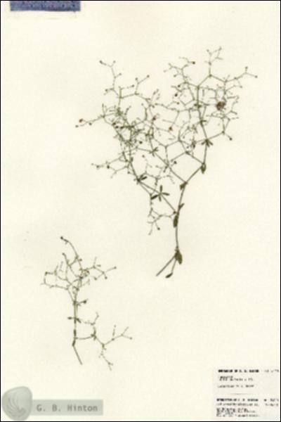URN_catalog_HBHinton_herbarium_24410.jpg.jpg