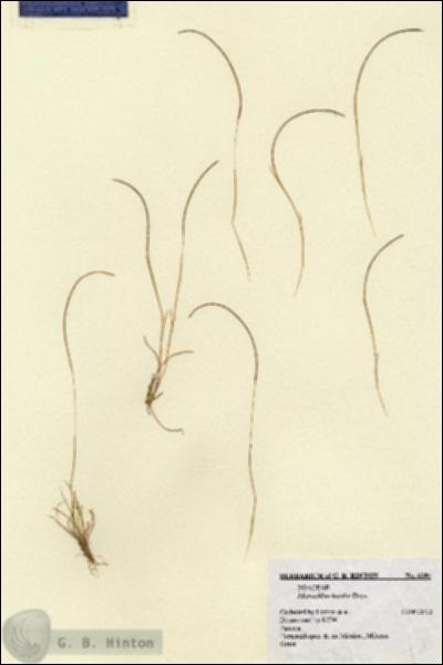 URN_catalog_HBHinton_herbarium_6381.jpg.jpg