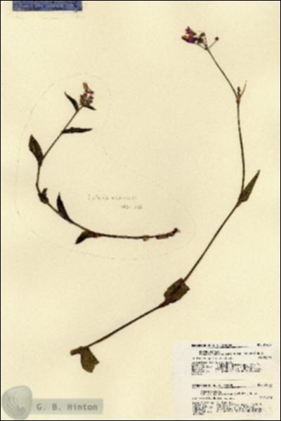 URN_catalog_HBHinton_herbarium_21453.jpg.jpg