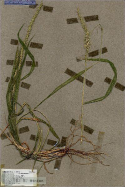 URN_catalog_HBHinton_herbarium_17685.jpg.jpg