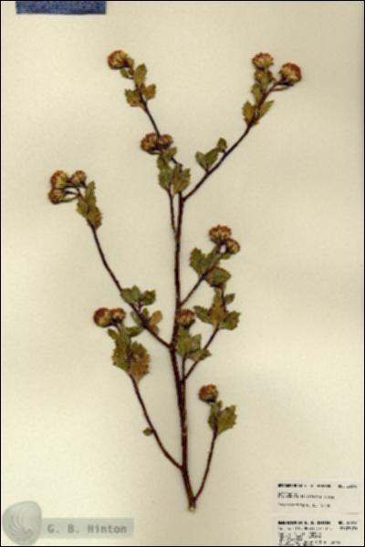 URN_catalog_HBHinton_herbarium_22616.jpg.jpg