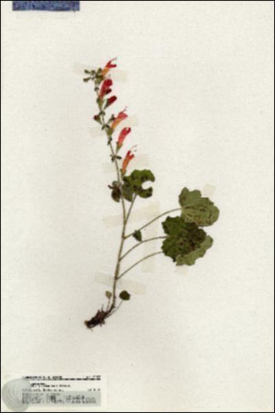 URN_catalog_HBHinton_herbarium_20053.jpg.jpg