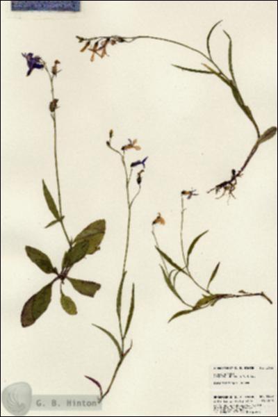 URN_catalog_HBHinton_herbarium_23927.jpg.jpg
