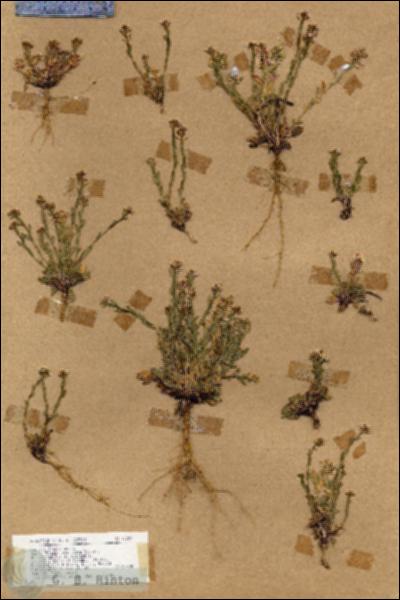 URN_catalog_HBHinton_herbarium_17203.jpg.jpg