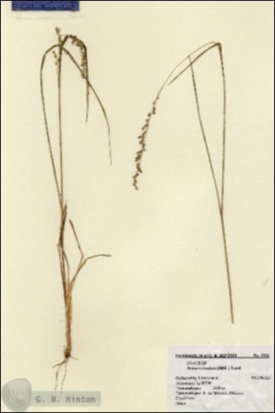 URN_catalog_HBHinton_herbarium_3531.jpg.jpg