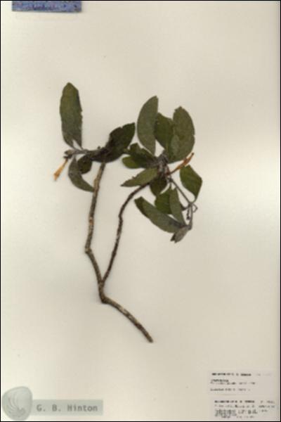 URN_catalog_HBHinton_herbarium_25244.jpg.jpg