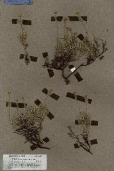 URN_catalog_HBHinton_herbarium_19608.jpg.jpg
