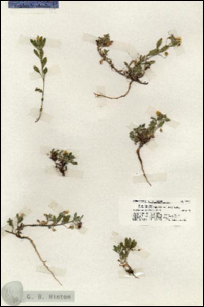 URN_catalog_HBHinton_herbarium_19700.jpg.jpg
