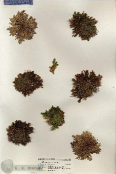 URN_catalog_HBHinton_herbarium_21041.jpg.jpg