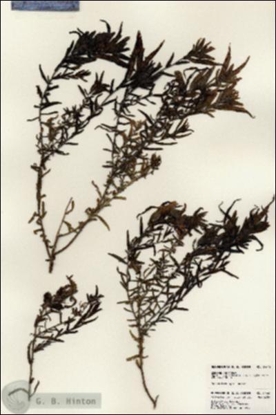 URN_catalog_HBHinton_herbarium_24446.jpg.jpg