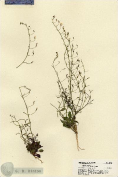 URN_catalog_HBHinton_herbarium_21867.jpg.jpg