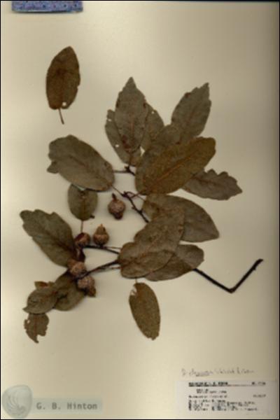 URN_catalog_HBHinton_herbarium_21536.jpg.jpg