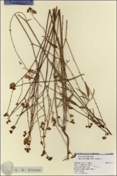 URN_catalog_HBHinton_herbarium_17317.jpg.jpg