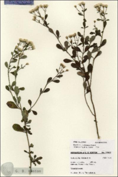 URN_catalog_HBHinton_herbarium_27962.jpg.jpg