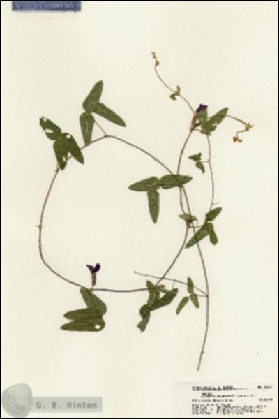 URN_catalog_HBHinton_herbarium_21277.jpg.jpg