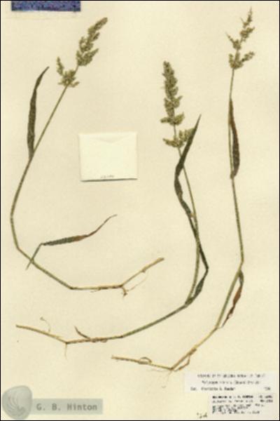 URN_catalog_HBHinton_herbarium_22084.jpg.jpg