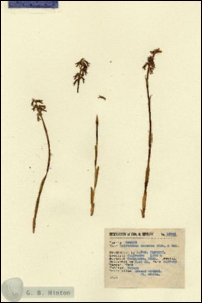 URN_catalog_HBHinton_herbarium_13848.jpg.jpg